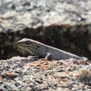 Liopholis whitii at Tennent, ACT - 24 Apr 2017