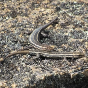 Pseudemoia spenceri at Tennent, ACT - 24 Apr 2017 12:15 PM