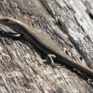 Pseudemoia entrecasteauxii at Tennent, ACT - 24 Apr 2017 12:46 PM