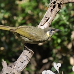 Meliphaga lewinii (Lewin's Honeyeater) at Eden, NSW - 25 Apr 2017 by Leo