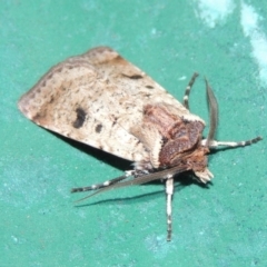 Agrotis porphyricollis at Conder, ACT - 9 Mar 2015