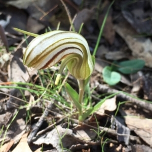 Diplodium truncatum at Sutton, NSW - suppressed