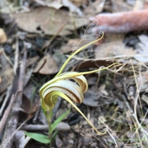 Diplodium truncatum at Sutton, NSW - suppressed