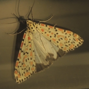 Utetheisa pulchelloides at Kambah, ACT - 13 Oct 2015