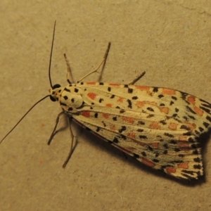 Utetheisa pulchelloides at Kambah, ACT - 13 Oct 2015