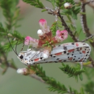 Utetheisa pulchelloides at Tennent, ACT - 20 Oct 2015 05:01 PM