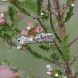 Utetheisa pulchelloides at Tennent, ACT - 20 Oct 2015 05:01 PM