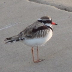 Charadrius melanops (Black-fronted Dotterel) at Coombs, ACT - 24 Apr 2017 by michaelb