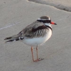 Charadrius melanops at Coombs, ACT - 24 Apr 2017 06:13 PM