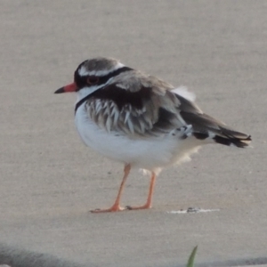 Charadrius melanops at Coombs, ACT - 24 Apr 2017