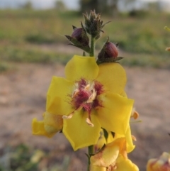 Verbascum virgatum (Green Mullein) at Weston Creek, ACT - 24 Apr 2017 by MichaelBedingfield