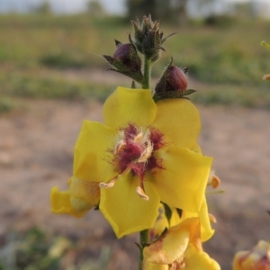 Verbascum virgatum at Weston Creek, ACT - 24 Apr 2017 06:08 PM