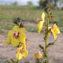 Verbascum virgatum at Weston Creek, ACT - 24 Apr 2017