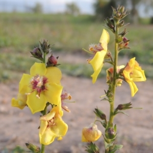 Verbascum virgatum at Weston Creek, ACT - 24 Apr 2017