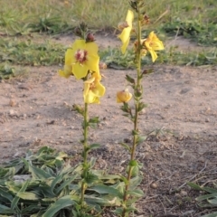 Verbascum virgatum at Weston Creek, ACT - 24 Apr 2017 06:08 PM