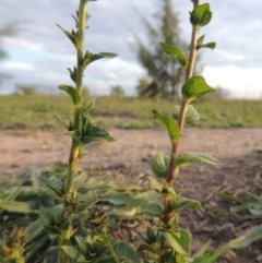 Verbascum virgatum at Weston Creek, ACT - 24 Apr 2017