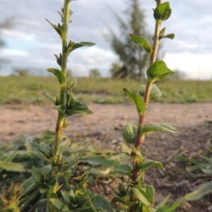 Verbascum virgatum at Weston Creek, ACT - 24 Apr 2017 06:08 PM