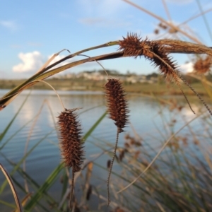 Carex fascicularis at Weston Creek, ACT - 24 Apr 2017 06:11 PM