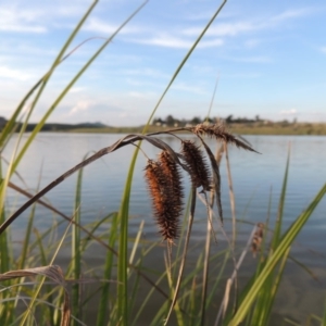 Carex fascicularis at Weston Creek, ACT - 24 Apr 2017