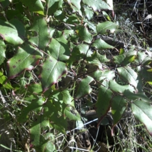 Berberis aquifolium at Majura, ACT - 27 Apr 2017 09:33 AM