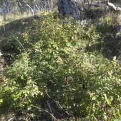 Berberis aquifolium at Majura, ACT - 27 Apr 2017 09:33 AM