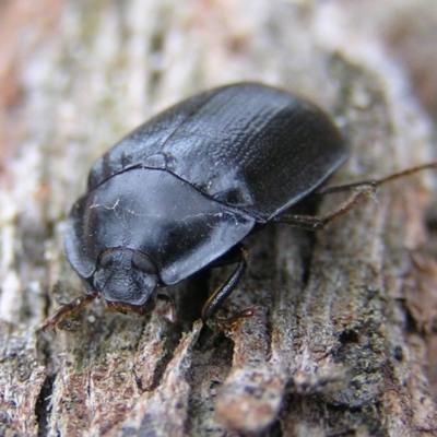Pterohelaeus piceus (Pie-dish beetle) at Kambah, ACT - 26 Apr 2017 by MatthewFrawley