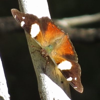 Vanessa itea (Yellow Admiral) at Kambah Pool - 27 Apr 2017 by JohnBundock