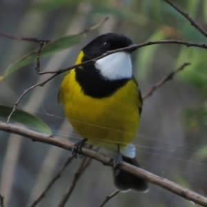 Pachycephala pectoralis at Kambah Pool - 27 Apr 2017