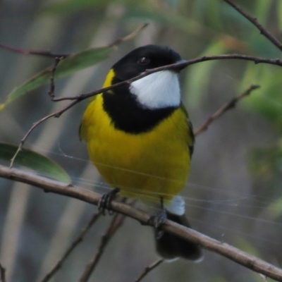 Pachycephala pectoralis (Golden Whistler) at Kambah Pool - 27 Apr 2017 by JohnBundock