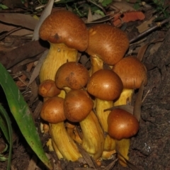 Gymnopilus junonius (Spectacular Rustgill) at Wanniassa, ACT - 27 Apr 2017 by JohnBundock