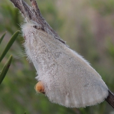 Acyphas chionitis (White Tussock Moth) at Pine Island to Point Hut - 27 Oct 2015 by michaelb