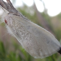 Acyphas chionitis at Greenway, ACT - 27 Oct 2015 07:47 PM