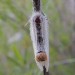 Acyphas chionitis at Greenway, ACT - 27 Oct 2015 07:47 PM