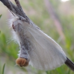 Acyphas chionitis at Greenway, ACT - 27 Oct 2015 07:47 PM