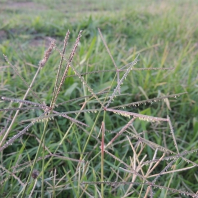 Cynodon dactylon (Couch Grass) at Coombs, ACT - 24 Apr 2017 by MichaelBedingfield