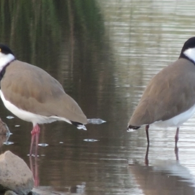 Vanellus miles (Masked Lapwing) at Coombs, ACT - 24 Apr 2017 by michaelb