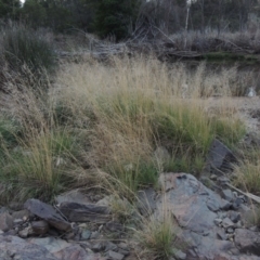 Eragrostis curvula (African Lovegrass) at Coombs, ACT - 24 Apr 2017 by michaelb