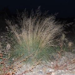 Eragrostis curvula (African Lovegrass) at Molonglo River Reserve - 24 Apr 2017 by michaelb