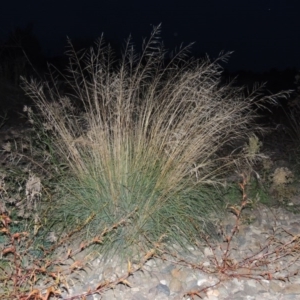 Eragrostis curvula at Molonglo River Reserve - 24 Apr 2017 07:36 PM