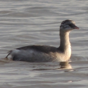 Poliocephalus poliocephalus at Weston, ACT - 24 Apr 2017