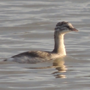 Poliocephalus poliocephalus at Weston, ACT - 24 Apr 2017