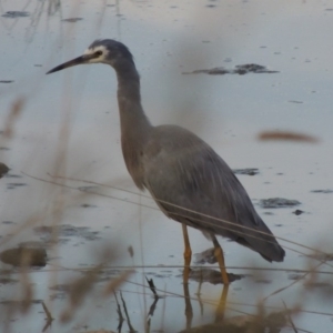 Egretta novaehollandiae at Coombs, ACT - 24 Apr 2017 06:33 PM