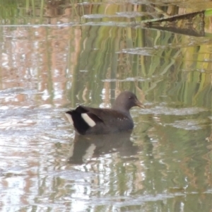 Gallinula tenebrosa at Coombs, ACT - 24 Apr 2017