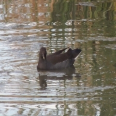 Gallinula tenebrosa at Coombs, ACT - 24 Apr 2017