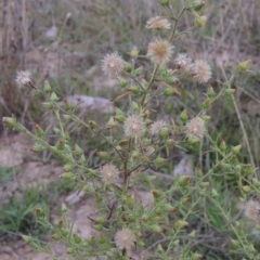 Dittrichia graveolens (Stinkwort) at Molonglo River Reserve - 24 Apr 2017 by michaelb