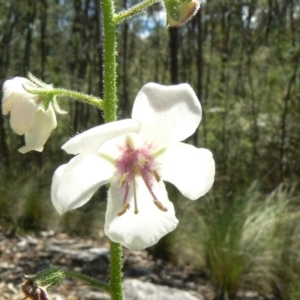 Verbascum blattaria at Paddys River, ACT - 30 Dec 2012 01:39 PM