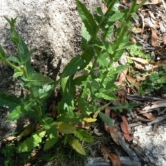 Verbascum blattaria at Paddys River, ACT - 30 Dec 2012 01:39 PM