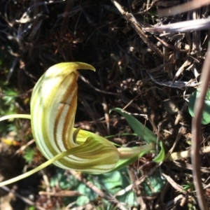 Diplodium truncatum at Bungendore, NSW - suppressed