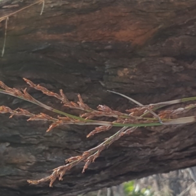 Lepidosperma laterale (Variable Sword Sedge) at O'Malley, ACT - 28 Apr 2017 by Mike