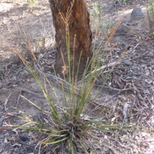 Lepidosperma laterale at O'Malley, ACT - 28 Apr 2017